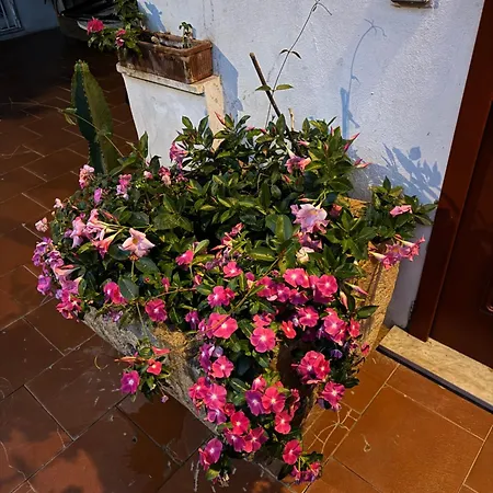 L'orchidea Del Faro Miseno
