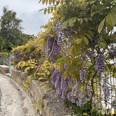 L'orchidea Del Faro *